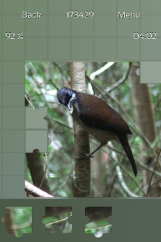 Birds of Paradise Puzzles screenshot 2