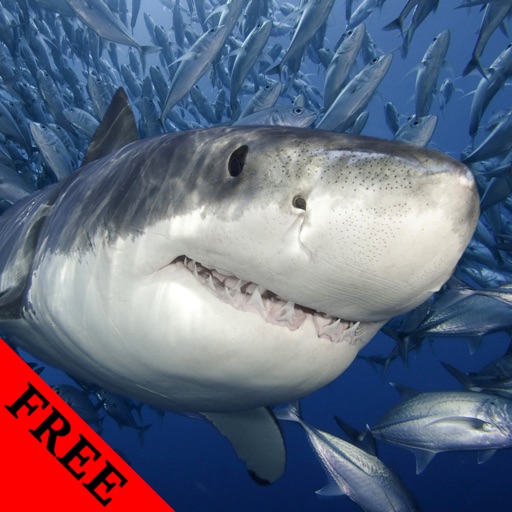 Shark Photos & Video Galleries FREE icon