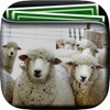 Sheep Gallery HD – Retina Wallpapers , Animal Theme and Backgrounds