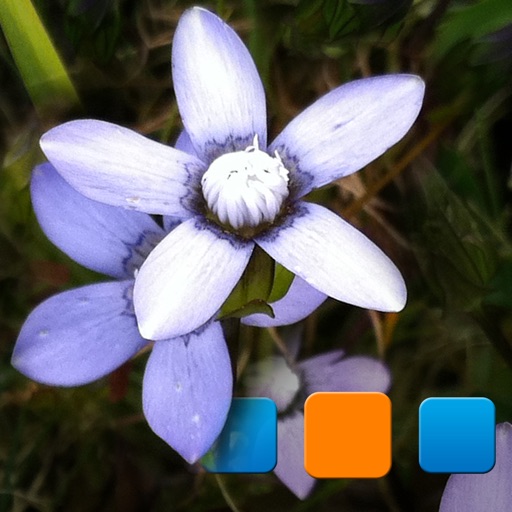 Explorer for Picasa