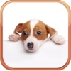 Dog Breeds Trivia Quizzes