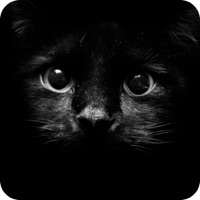 Simulator Find Cat pour PC