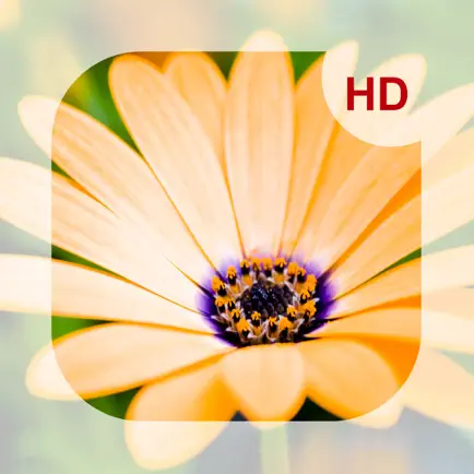Flowers HD Wallpaper - Great Collection Читы