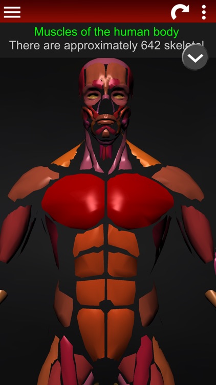 Muscular System 3D (anatomy)