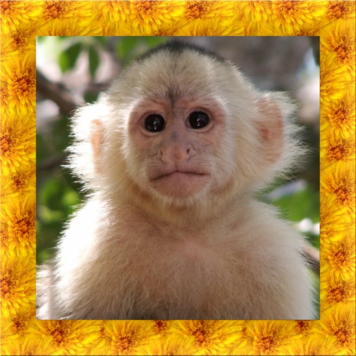 Monkey Simulator 3D iOS App