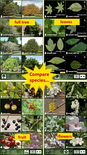 Tree Id USA - identify over 1000 of America's native species(圖4)-速報App