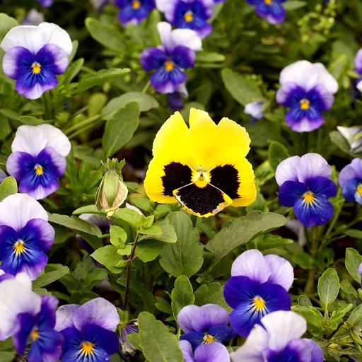 Surrounded by Flowers