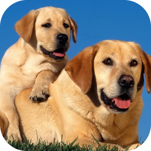 cute dog wallpapers for ipad