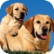★★★★★ The good & precious wallpapers about dogs on iPad & iPhone & iPod Touch