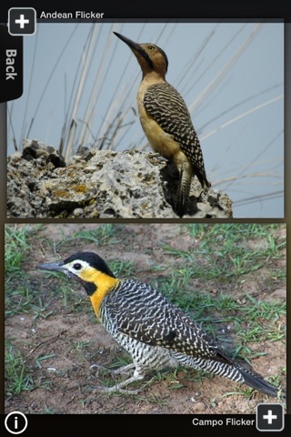 Woodpeckers Wiki screenshot 2
