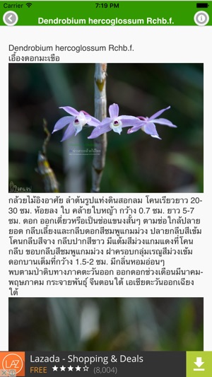 ThailandOrchids(圖2)-速報App