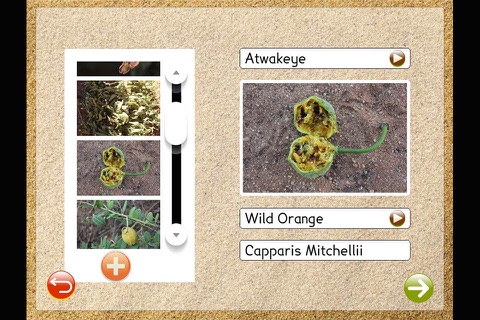 Eastern and Central Arrernte Plants screenshot 2