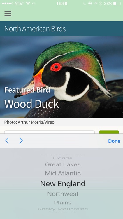 Bird Identification by Color - Ornithology Guide for Northeastern U.S. Bird Watching + Bird Sounds/Songs