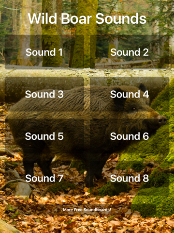 Wild Boar Sounds! - náhled