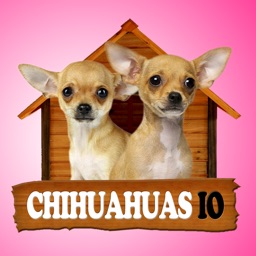 Chihuahuas IO