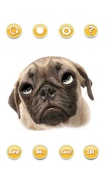 Talking Pug The Puppy Dog For Your iPhone