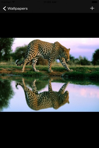 Best Cheetah Wallpapers screenshot 2