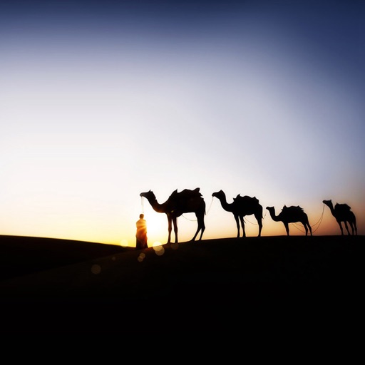 Camel Wallpapers HD: Quotes Backgrounds with Art Pictures icon
