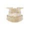Tooth Guide Lite is a quick and easy way to get base knowledge of the anatomy, names and numbering systems of teeth