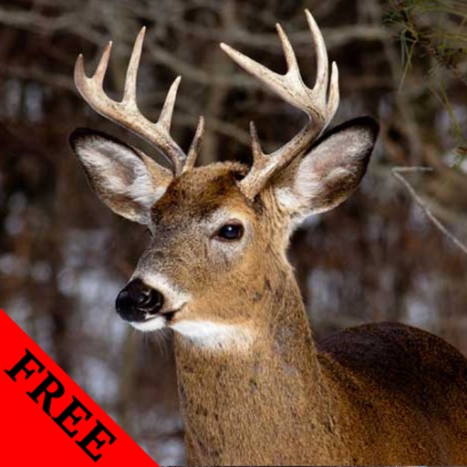 Deer Photos & Video Galleries FREE icon