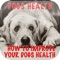 Dog's Health Problems - How To Improve Your Dog's Health+ Launch Special