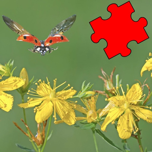 Insects Best Puzzles icon