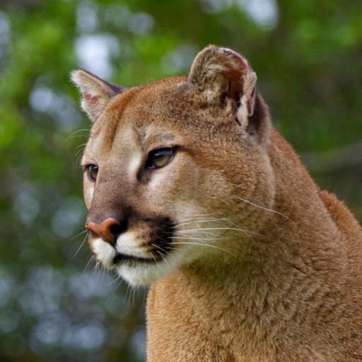 Cougar Sounds! Icon