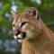 Learn to recognize the sound of a cougar in the wild