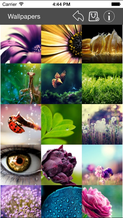 Wallpaper Collection Macro Edition