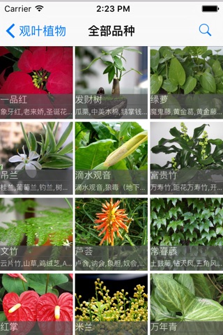 Foliage Plants screenshot 2