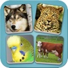 Close Up Animal Quiz &amp; Guessing For Zoom Out Pets