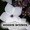 Hidden Scenes - Country Garden