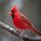 Cardinals, in the family Cardinalidae, are passerine birds found in North and South America