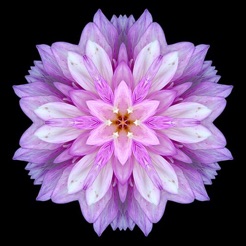 Flower Wallpaper Background For Iphone And Ipad On The App Store