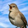 Relaxing Bird Sounds - iPadアプリ