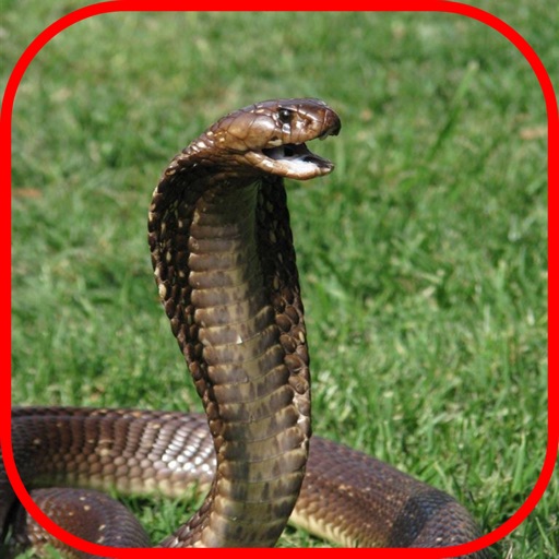 Snake Scare Prank - Prank girls with scary snake icon