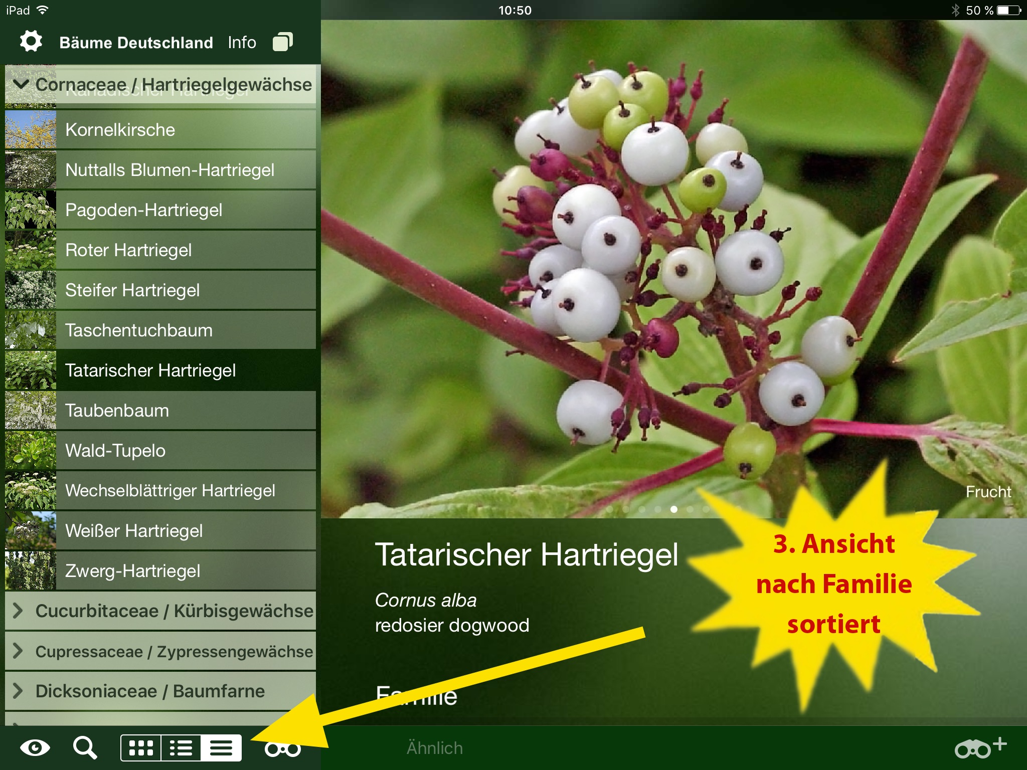 Alle Bäume Deutschland - 1000 Arten bestimmen screenshot 4