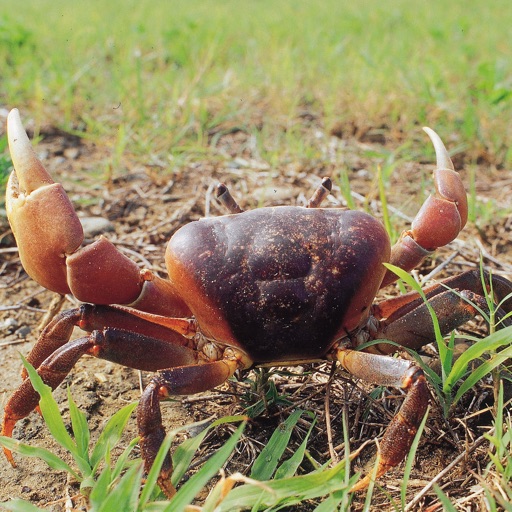 墾丁陸蟹趣 Crab Taiwan KT icon