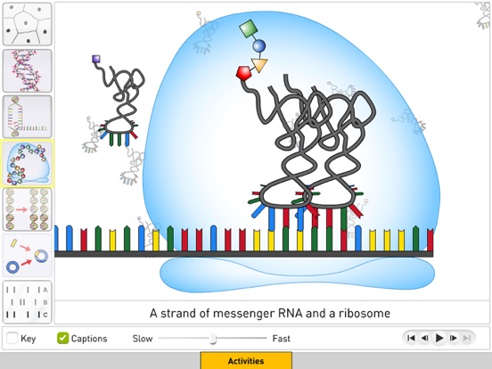 DNA from Sunflower Learning screenshot 4