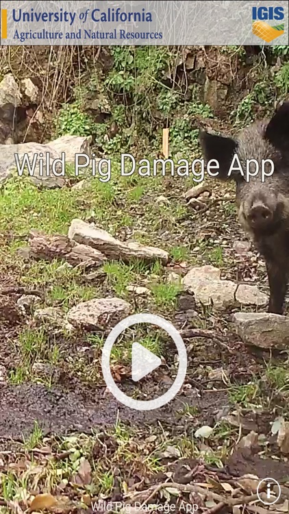 Wild Pig Damage