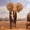 Be an Wild Elephant Jungle Attack Simulator 3D