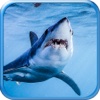 Shark! Hunting the Great White Hungry Shark Pro
