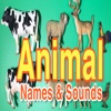 ABC Alphabets Animale Names Learning-Kids Teacher