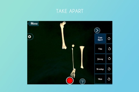 Human Leg 3D screenshot 2