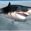 Shark Simulator 3D 2016 - Ocean animals