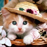Kitty Wallpapers and Backgrounds