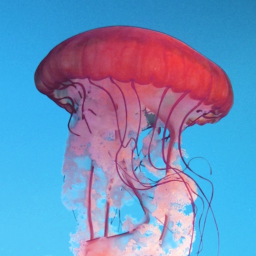 Jellyfish Wallpapers iOS App