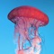 Of all the exotic sea life, no creature quite compares to the unique, flowing form of the jellyfish