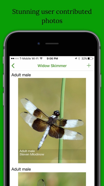 Dragonfly and Damselfly Field Guide and ID App