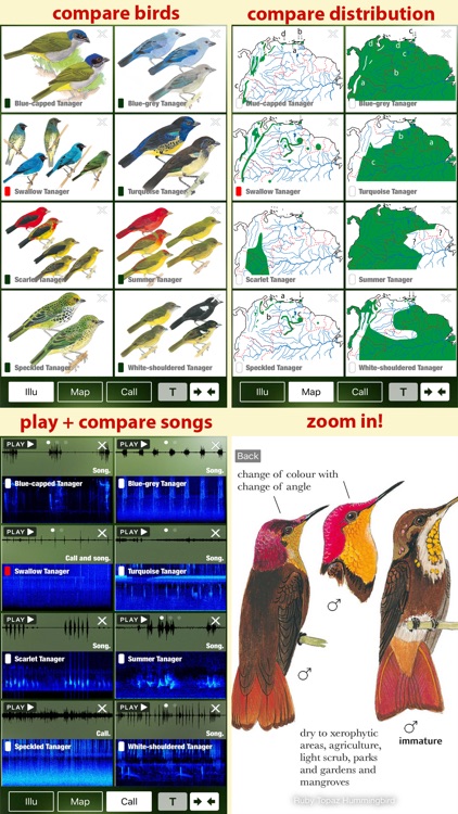 All Birds Trinidad and Tobago - a field guide